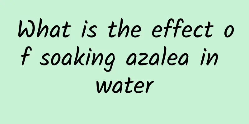 What is the effect of soaking azalea in water