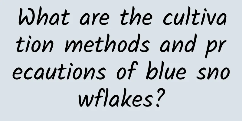 What are the cultivation methods and precautions of blue snowflakes?