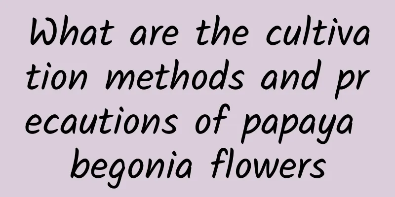 What are the cultivation methods and precautions of papaya begonia flowers