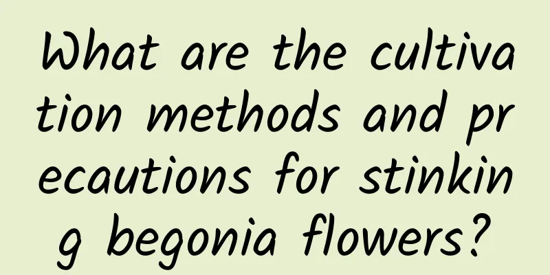 What are the cultivation methods and precautions for stinking begonia flowers?