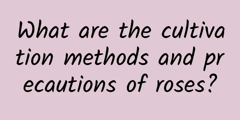 What are the cultivation methods and precautions of roses?