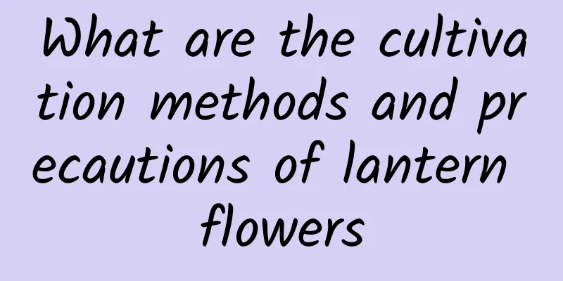 What are the cultivation methods and precautions of lantern flowers