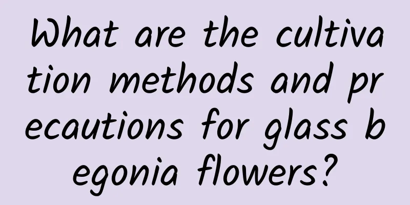 What are the cultivation methods and precautions for glass begonia flowers?