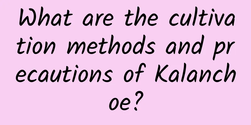 What are the cultivation methods and precautions of Kalanchoe?