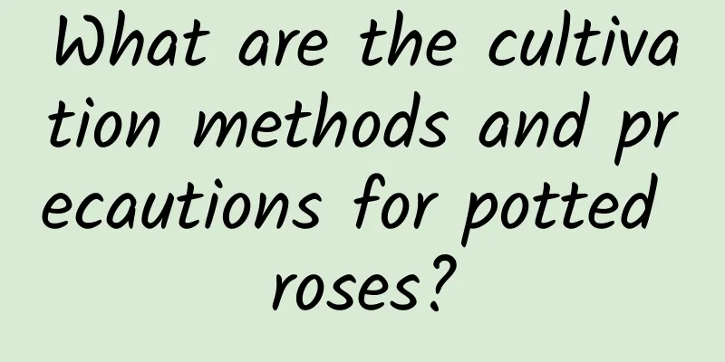 What are the cultivation methods and precautions for potted roses?