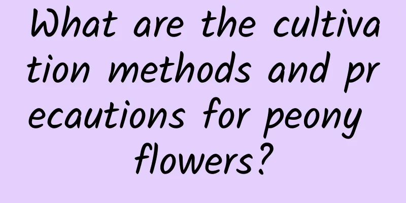 What are the cultivation methods and precautions for peony flowers?