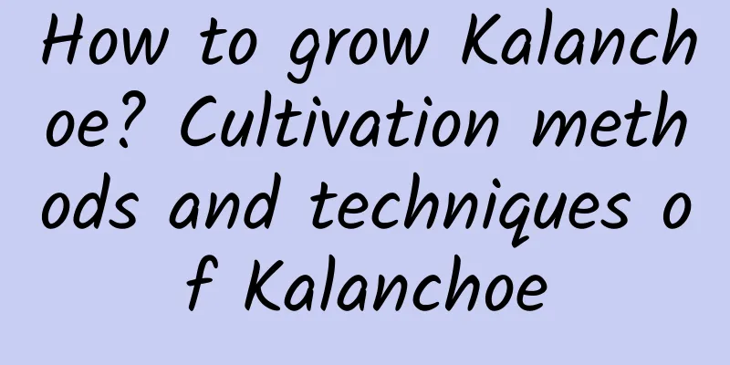 How to grow Kalanchoe? Cultivation methods and techniques of Kalanchoe