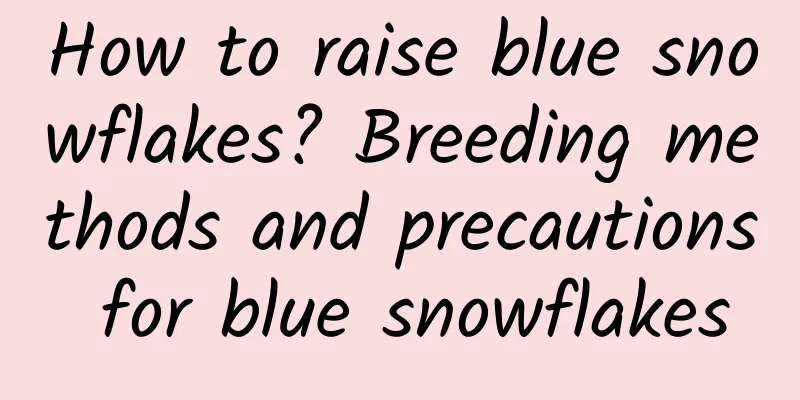 How to raise blue snowflakes? Breeding methods and precautions for blue snowflakes