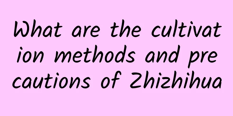 What are the cultivation methods and precautions of Zhizhihua