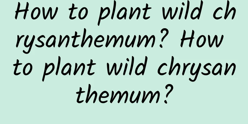 How to plant wild chrysanthemum? How to plant wild chrysanthemum?