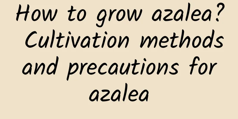 How to grow azalea? Cultivation methods and precautions for azalea