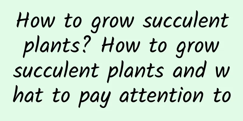 How to grow succulent plants? How to grow succulent plants and what to pay attention to