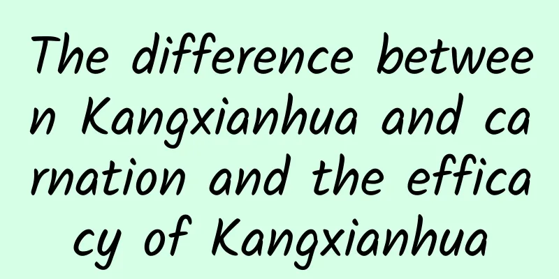 The difference between Kangxianhua and carnation and the efficacy of Kangxianhua