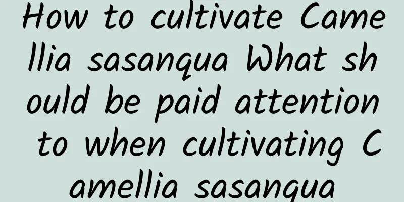 How to cultivate Camellia sasanqua What should be paid attention to when cultivating Camellia sasanqua