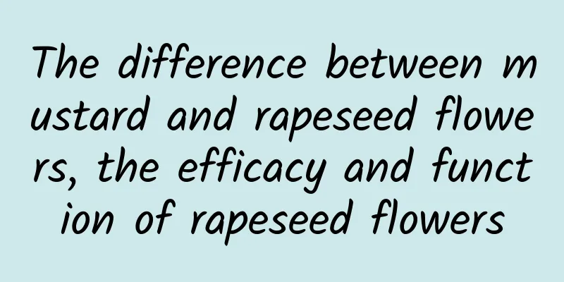 The difference between mustard and rapeseed flowers, the efficacy and function of rapeseed flowers