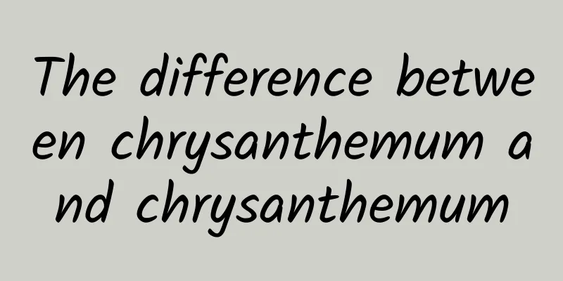 The difference between chrysanthemum and chrysanthemum