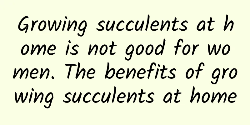 Growing succulents at home is not good for women. The benefits of growing succulents at home