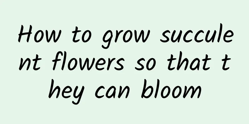 How to grow succulent flowers so that they can bloom