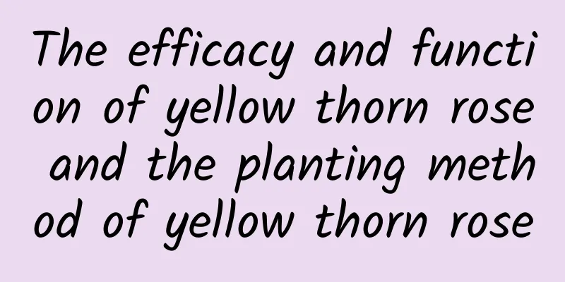 The efficacy and function of yellow thorn rose and the planting method of yellow thorn rose