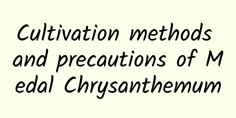 Cultivation methods and precautions of Medal Chrysanthemum