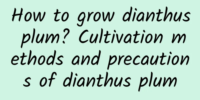 How to grow dianthus plum? Cultivation methods and precautions of dianthus plum