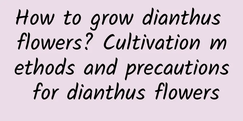 How to grow dianthus flowers? Cultivation methods and precautions for dianthus flowers