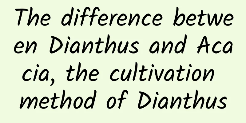 The difference between Dianthus and Acacia, the cultivation method of Dianthus