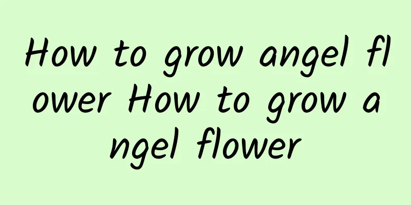 How to grow angel flower How to grow angel flower