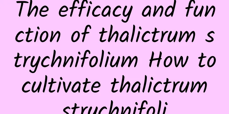 The efficacy and function of thalictrum strychnifolium How to cultivate thalictrum strychnifoli