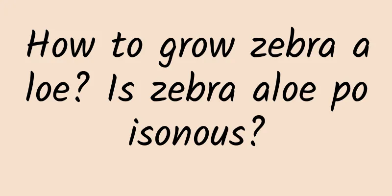 How to grow zebra aloe? Is zebra aloe poisonous?