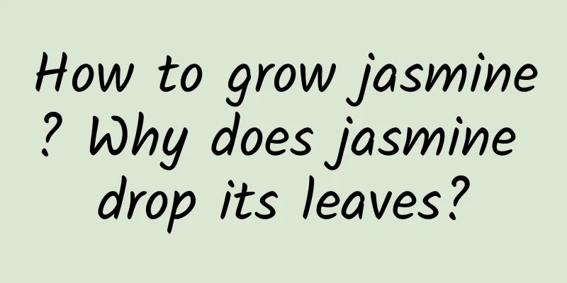 How to grow jasmine? Why does jasmine drop its leaves?