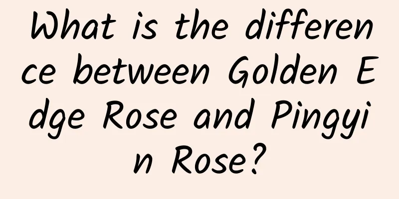 What is the difference between Golden Edge Rose and Pingyin Rose?