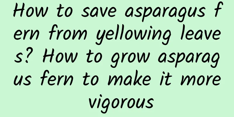 How to save asparagus fern from yellowing leaves? How to grow asparagus fern to make it more vigorous