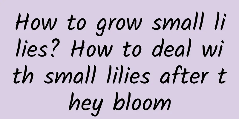 How to grow small lilies? How to deal with small lilies after they bloom