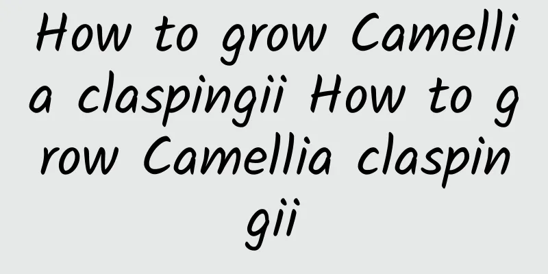 How to grow Camellia claspingii How to grow Camellia claspingii