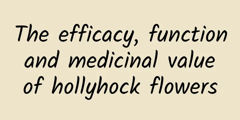 The efficacy, function and medicinal value of hollyhock flowers