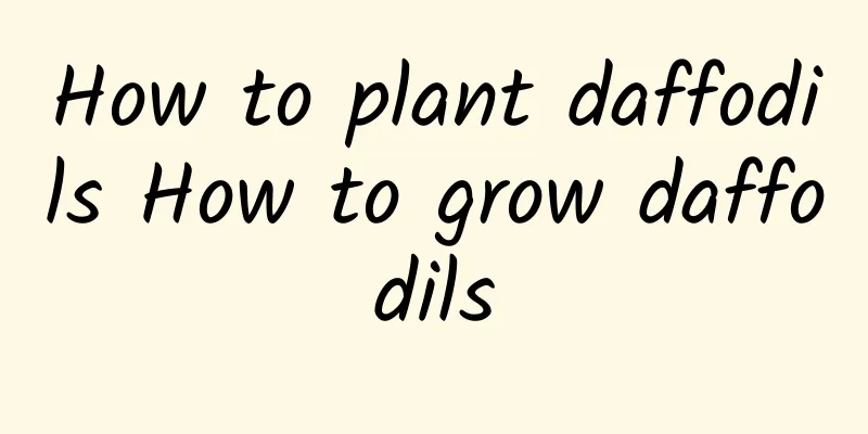 How to plant daffodils How to grow daffodils