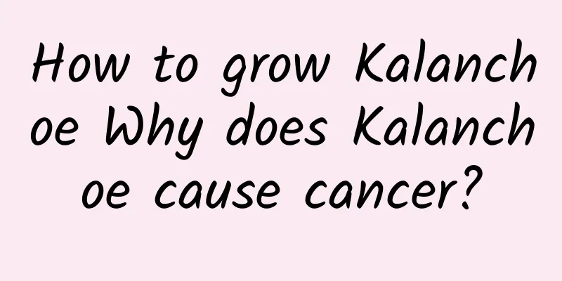 How to grow Kalanchoe Why does Kalanchoe cause cancer?