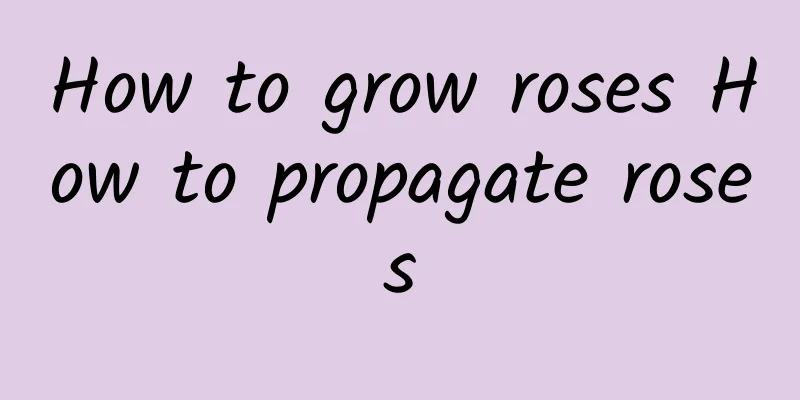 How to grow roses How to propagate roses