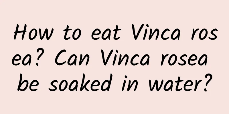 How to eat Vinca rosea? Can Vinca rosea be soaked in water?