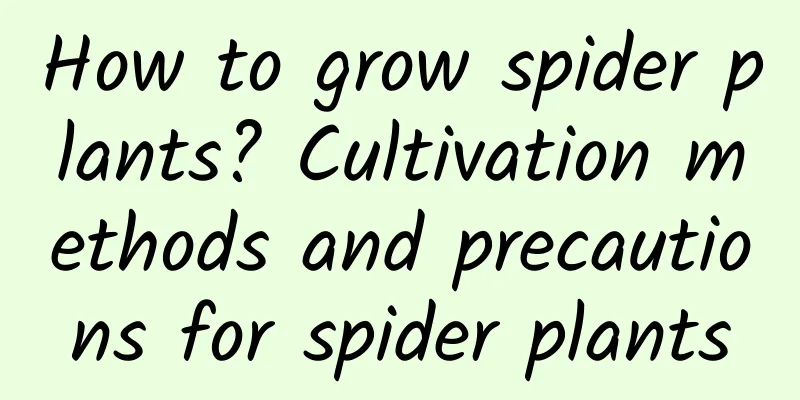 How to grow spider plants? Cultivation methods and precautions for spider plants