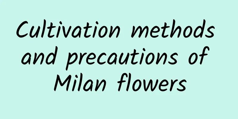 Cultivation methods and precautions of Milan flowers