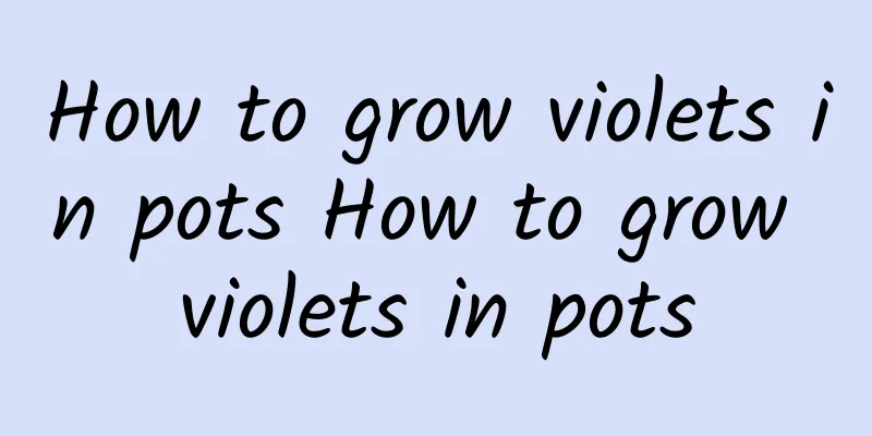 How to grow violets in pots How to grow violets in pots