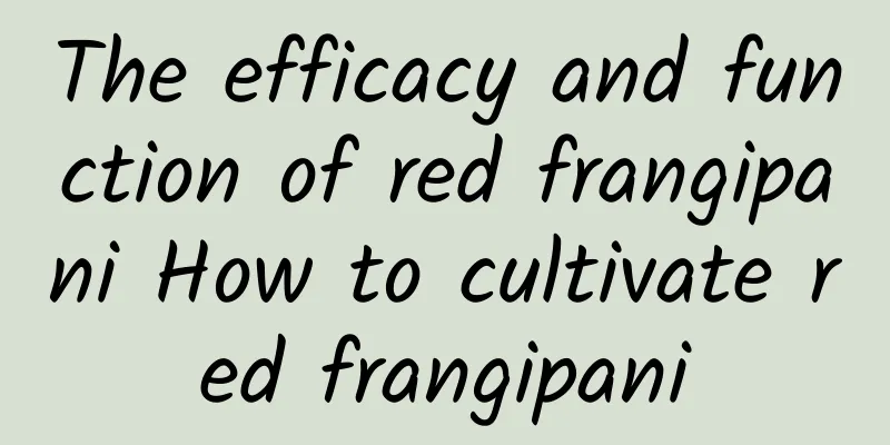 The efficacy and function of red frangipani How to cultivate red frangipani