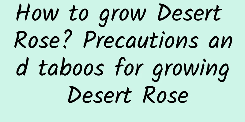 How to grow Desert Rose? Precautions and taboos for growing Desert Rose