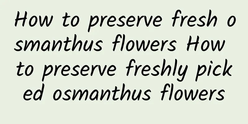 How to preserve fresh osmanthus flowers How to preserve freshly picked osmanthus flowers