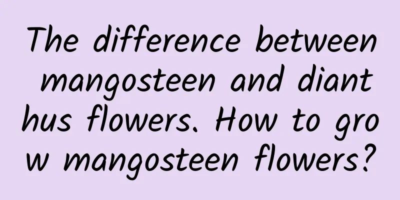 The difference between mangosteen and dianthus flowers. How to grow mangosteen flowers?