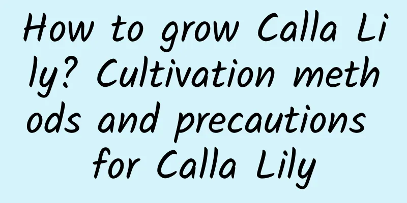 How to grow Calla Lily? Cultivation methods and precautions for Calla Lily