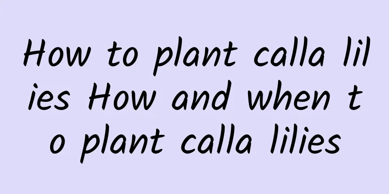 How to plant calla lilies How and when to plant calla lilies