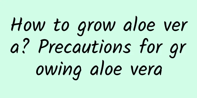 How to grow aloe vera? Precautions for growing aloe vera